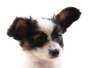 papillon dog head isolated