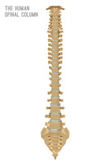 Human Spine Column