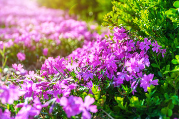 Obraz premium Flower with sunlight in spring. Nature background in spring.