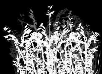 grey and white silhouettes of isolated oat