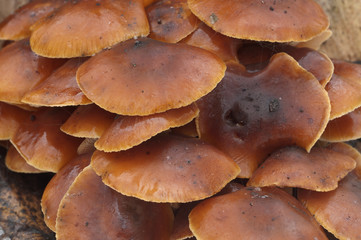 Flammulina velutipes mushrooms