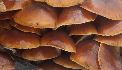 Flammulina velutipes mushrooms