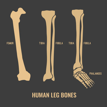 Human skeleton bones