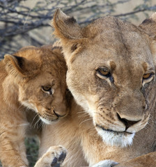 Lioness and cub - Savuti Region of Botswana