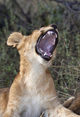 Lion cub - Savuti Region of Botswana