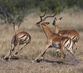 Impala - Savuti region of Botswana