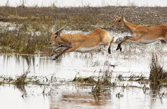 Red Lechwe - Chobe National Park - Botswana