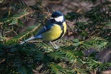 Cute  Great tit (Parus major) bird in yellow black color sitting on tree branch
