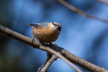 European nuthatch (Sitta europaea) on a tree bark