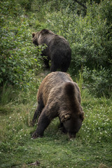 Bears eating berries in the bushes