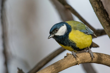 Obraz na płótnie Canvas Cute Great tit (Parus major) bird in yellow black color sitting on tree branch