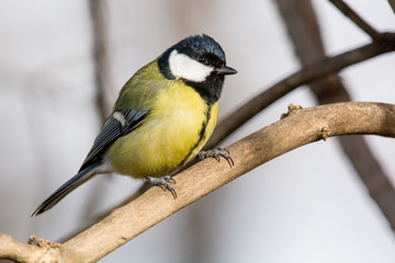 Cute  Great tit (Parus major) bird in yellow black color sitting on tree branch