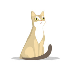 Short-haired beige cat with big yellow eyes, long dark tail, white markings on muzzle and chest. Hand drawn domestic animal. Flat vector for veterinary service or pet shop