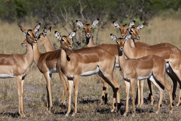 Naklejka na ściany i meble Female Impala - Savuti region of Botswana