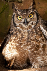 Close-up of a rescued Spotted Eagle Owl in rehabilitation centre.