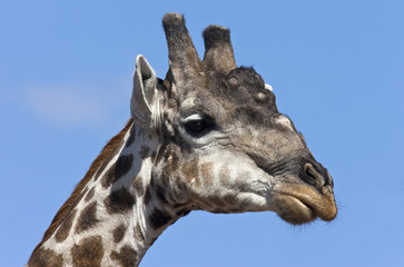Obraz premium Giraffe - Savuti region of Botswana