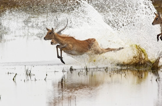 3 179 Best Gazelle Running Images Stock Photos Vectors Adobe Stock