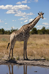 Naklejka na ściany i meble Giraffe (Giraffa camelopardalis) - Botswana