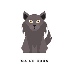 Portrait of maine coon cat. Adorable feline with gray long coat, ruff around neck and big brown eyes. Domestic animal. Cartoon purebred pet. Flat vector design