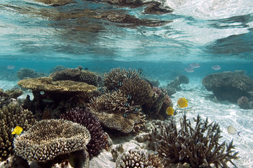 Naklejka na ściany i meble Coral Reef - Ari Atoll - Maldives