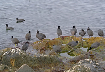 Ducks on a stone