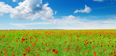Meadow with wild poppies and blue sky.