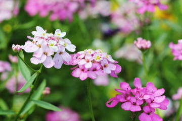 Iberis amara flower. Also called rocket candytuft, bitter candytuft or wild candytuft.