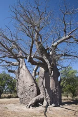 Papier Peint photo autocollant Baobab Baobab Tree (Adansonia digitata) - Namibia