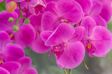 Fototapeta na wymiar artificial orchid flower background
