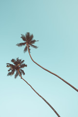 Naklejka premium Two coconut palm trees hanging over sky background vintage color toned