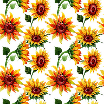 Wildflower sunflower flower pattern in a watercolor style. Full name of the plant: sunflower. Aquarelle wild flower for background, texture, wrapper pattern, frame or border.