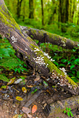 Moss and Wild mushrooms on the tree in Ang Ka Luang Nature Trail