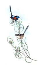 Illustration of bird. 