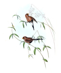 Illustration of bird. 