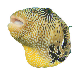 Giant Pufferfish puffer fish isolated on white background © Richard Carey