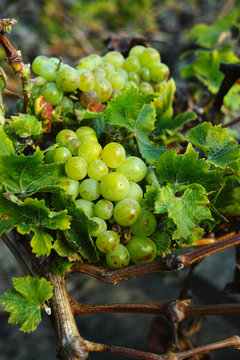 Lanzarote Vineyards, La Geria Wine Region, Malvasia Grape Vine In Winter