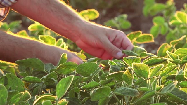 Hands of male farmer in soybean field, agronomist examining crops