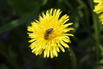 pszczoła na mleczu © Katarzyna