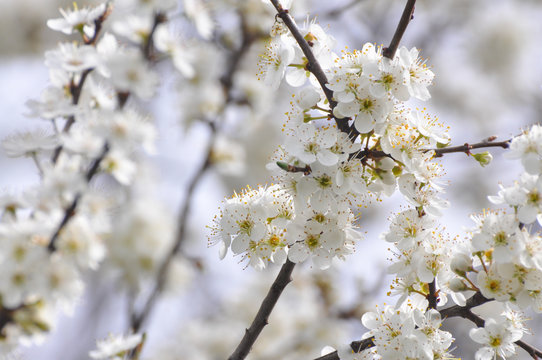 Plum branches in full bloom Blooming tree in spring