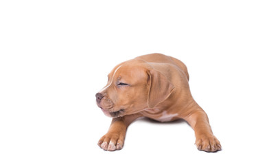 Obraz premium American staffordshire terrier isolated on white