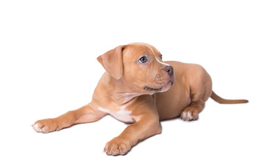 American staffordshire terrier isolated on white