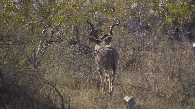 A bull Kudu walking away