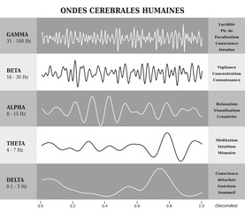 Ondes Cérébrales Humaines Diagramme / Illustration Noir et Blanc - Texte et Explications en Français