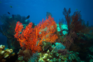Obraz na płótnie Canvas Coral garden