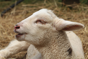 Naklejka na ściany i meble young sheep on the farm in straw