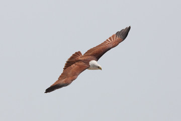 Red-backed sea eagle (Haliastur indus) in flight 