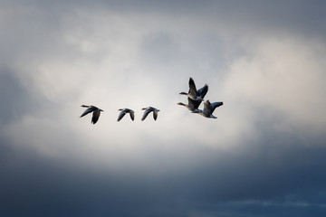 Graugänse im flug über dem Wasser © Jürgen Sieg 