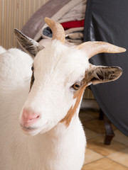 white female goat in home house domestic animal