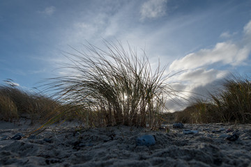 Gras am Strand - Norddeutschland