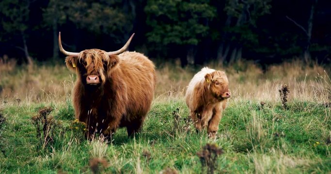 Scottish highland cow standing on a hill on a sunny day